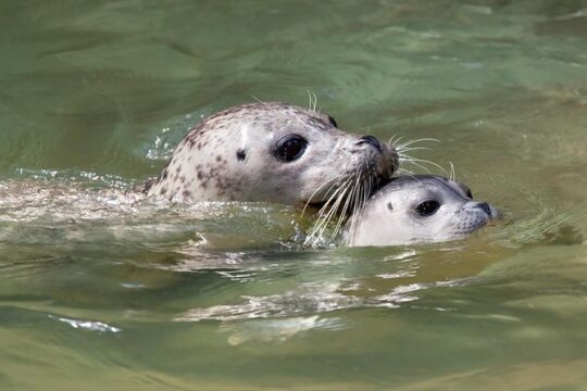 Snorkel, Kayak, and Seal Adventure: Vancouver Boat Tour