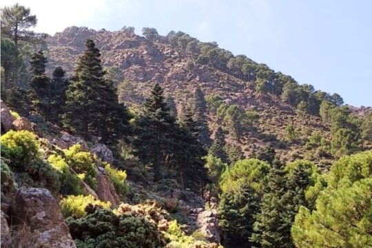 Hiking in "Escaleretas" Spanish fir forest