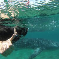 Cruises, Sailing & Water Tours