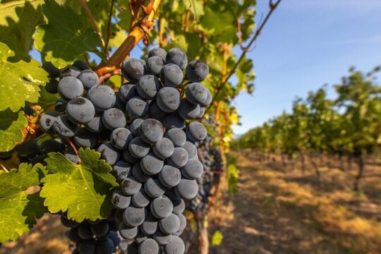 Victoria Full Day Guided Wine Tour With 4 Wineries