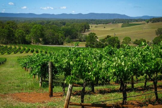 Private Luxury Tour: Tastes of the Hunter Valley