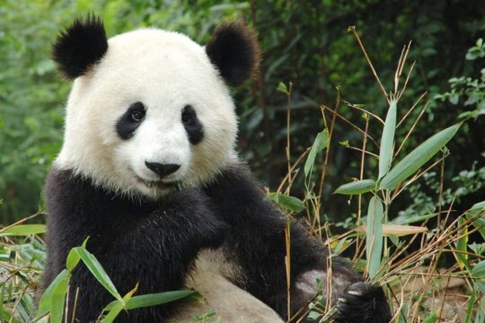 Zoo Of Beauval - Private Trip