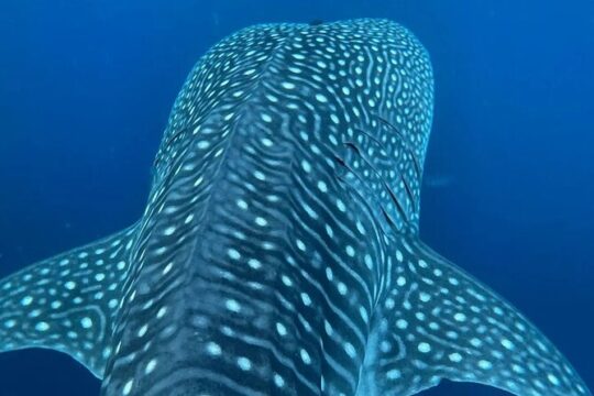 Dolphins,Turtles Watching
