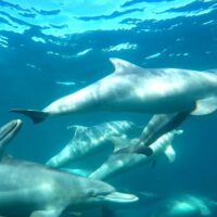 Swim with Dolphins