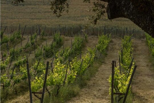 Ronda Private Wine Tour and Tapas from Marbella