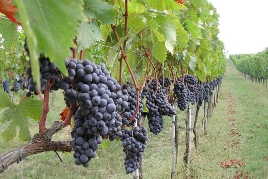 Private tour of Etna and Winery Visit with Food and Wine Tasting from Taormina