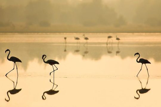 Full-Day Donana National Park Tour from Seville