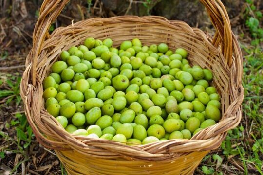 Olive Tree Grove Guided Visit with Tasting in Oristano
