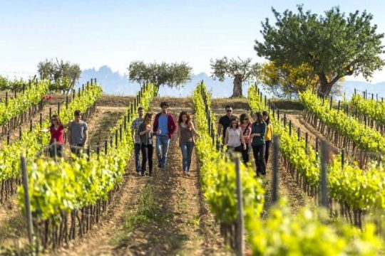 Barcelona Countryside Fullday Wine and Cava Tastings with Lunch
