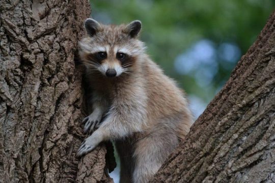 Montreal ZOO, private half day tour