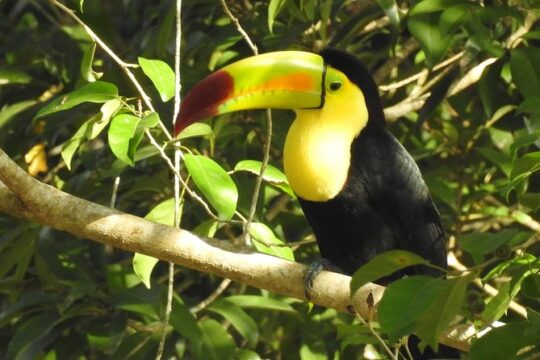 Jungle Birdwatching Experience through Sian Ka'an Biosphere Reserve