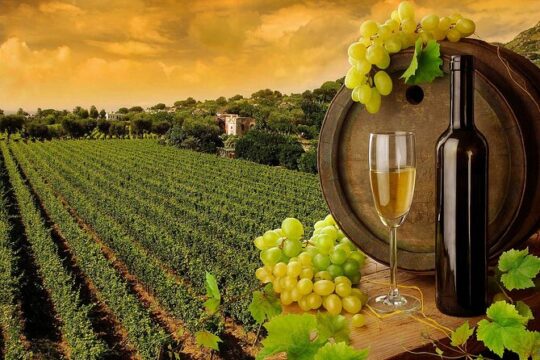 Wine Cheese and EVO Oil Tastings in Tuscany Full-Day from Rome