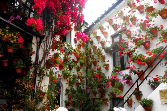 Discover the Patios de Córdoba: guided tour