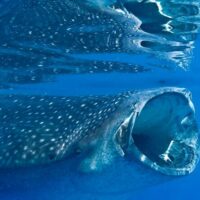 Dolphin & Whale Watching