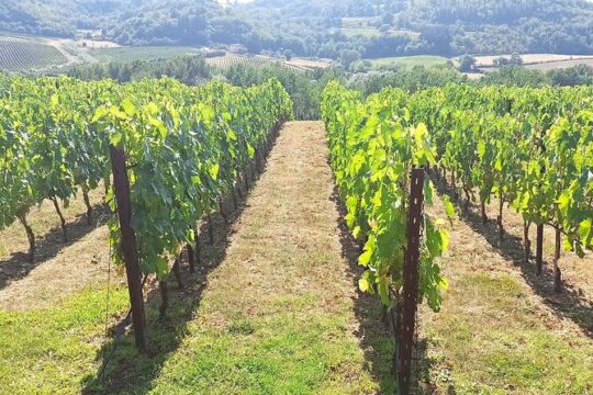 Transfer Florence - Siena with visit to Chianti and wine tasting