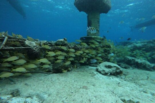 Cozumel Awesome Snorkel Experience! Round Transportation & Adventure