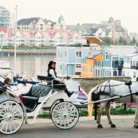 Horse Carriage Rides