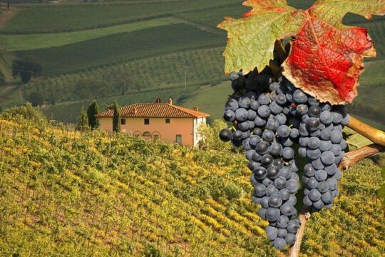 Truffle and Brunello Sommelier Vip Experience in Tuscany Lands from Florence