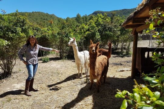 Private Tour - Hike and wine tasting at the Penedés