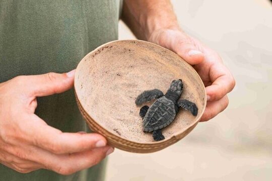 Full Day Tour Turtle Release and Bioluminescence
