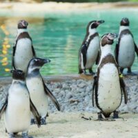 Zoo Tickets & Passes