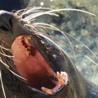 Shore Excursions