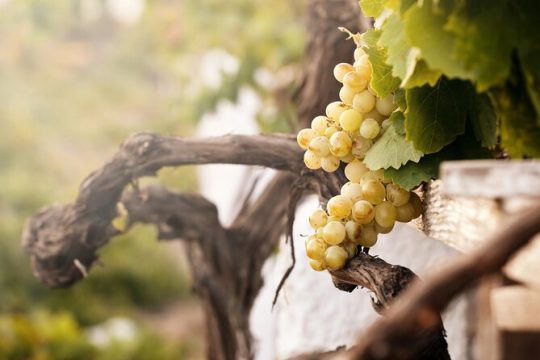 Explore the East Coast of Menorca: Hiking and Visiting Vineyards
