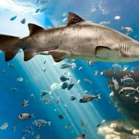 Sightseeing Tickets & Passes