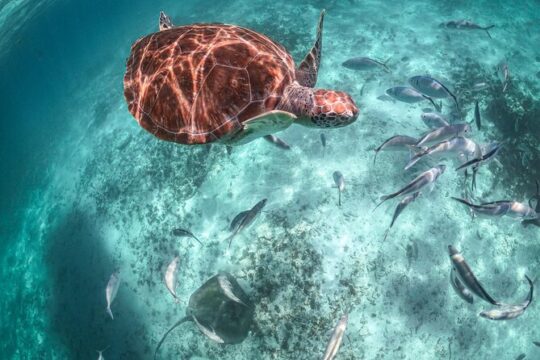 Half Day Akumal Beach Swim and Snorkel with Turtles Experience
