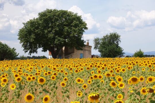 Sunset Lavender Tour from Aix-en-Provence