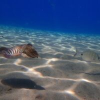 Scuba Diving