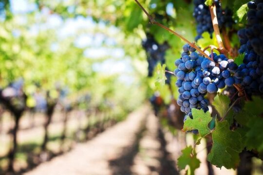 Skip the Line Rome to Pompeii Private Day Trip Hotel Pickup & Lunch at Winefarm