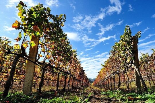 Half-Day Small-Group Wine Experience with Wine Expert from Cagliari