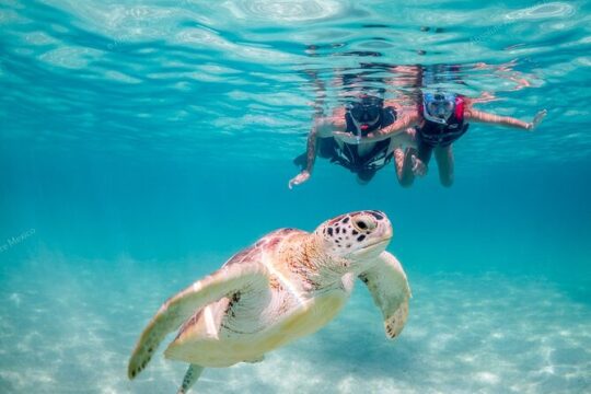 Private Turtles & Cenote Snorkeling in Tulum
