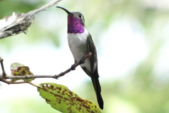Bird Watching Tour North of Mérida-Half Day