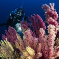 Scuba Diving