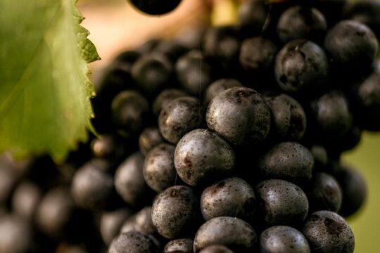 Owners vineyard tour and tasting at Oastbrook
