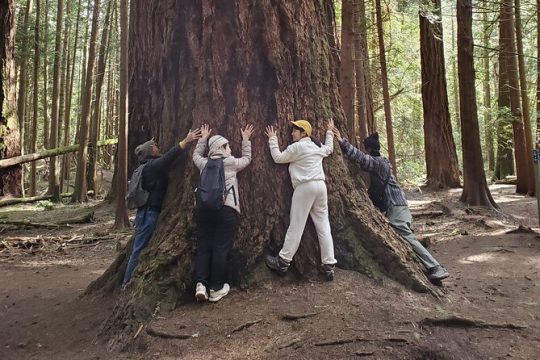 Mystical Rainforest Tour - Forest Magick