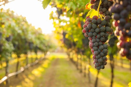 Private Tour: Pompeii & Wine Tasting at the slopes of Mt Vesuvius
