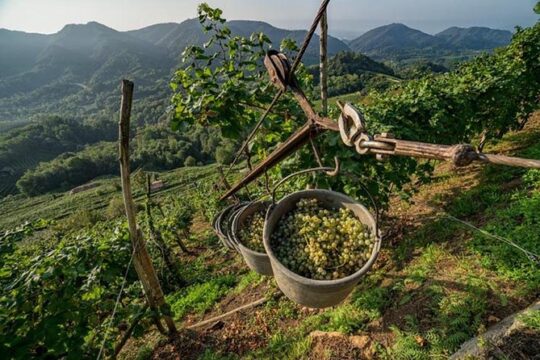 From Venice : Wine and Food tour in the Prosecco Hills