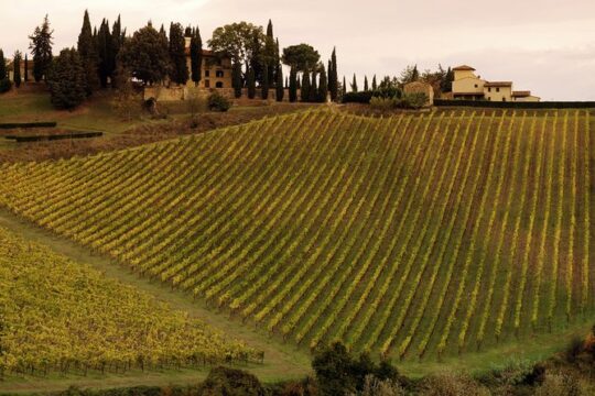 Montalcino and Pienza Tuscany Wine&Cheese Fullday from Florence