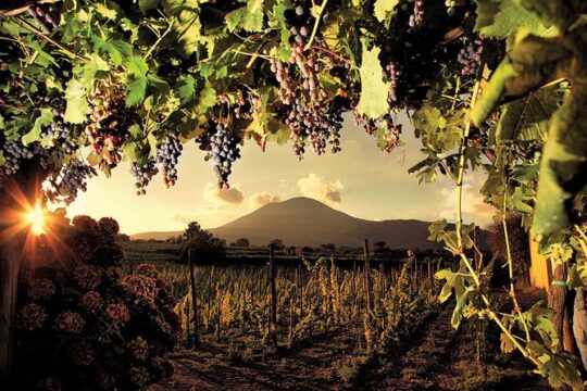 Mt. Vesuvius Wine Tasting and Lunch Experience from Pompeii