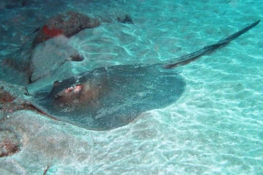2 Dive Package for Qualified Divers in Gran Canaria