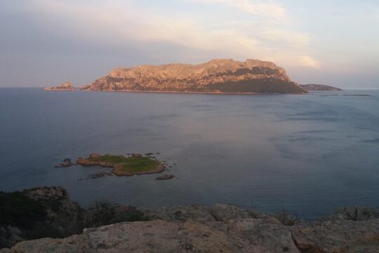 Sardinia's Wine Experience
