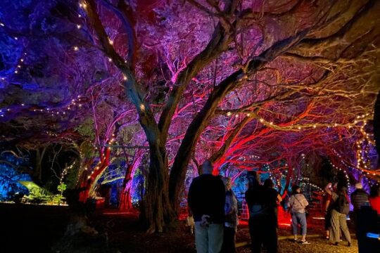 Wonderland by Night Norfolk Island