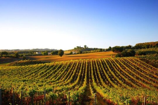 Day trip from La Spezia pier: San Gimignano and wine tasting - private tour