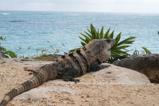 Tulum & Coba Private Tour