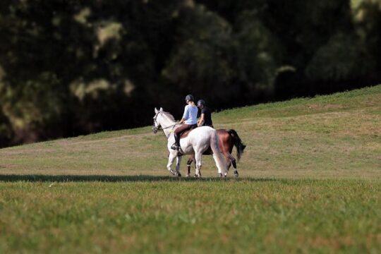 Day Trip: Olive Oil And Wine Museum With Lunch + Horse Riding