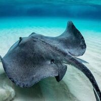 Scuba Diving