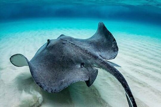 “Embark on a Professional and Passionate Scuba Diving Adventure!"